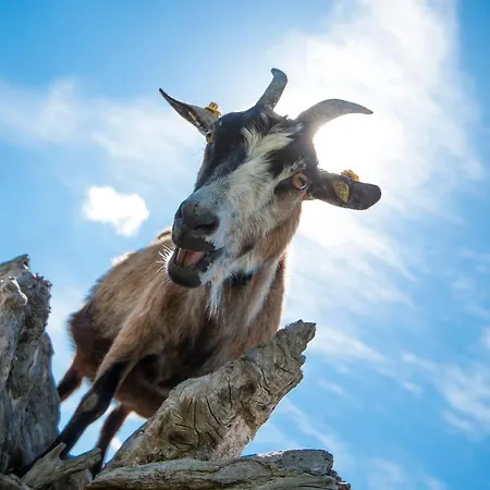 Hotel Oerglwirt Ferienwelt - Post Oerglwirt