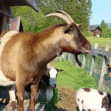 Hotel Oerglwirt Ferienwelt - Post Oerglwirt Mariapfarr