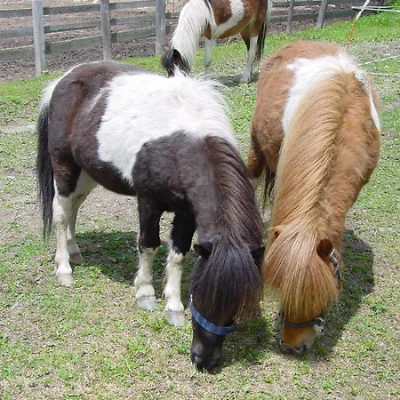 Hotel Oerglwirt Ferienwelt - Post Oerglwirt Mariapfarr